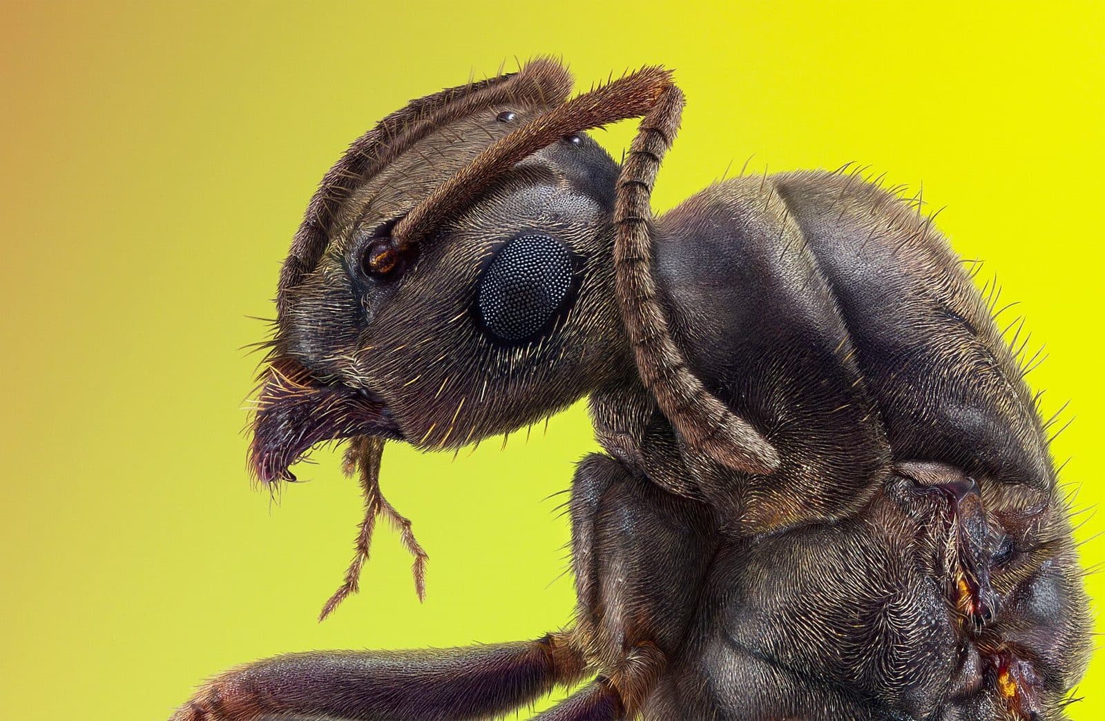 Ant Control, Jashlin Pest Control