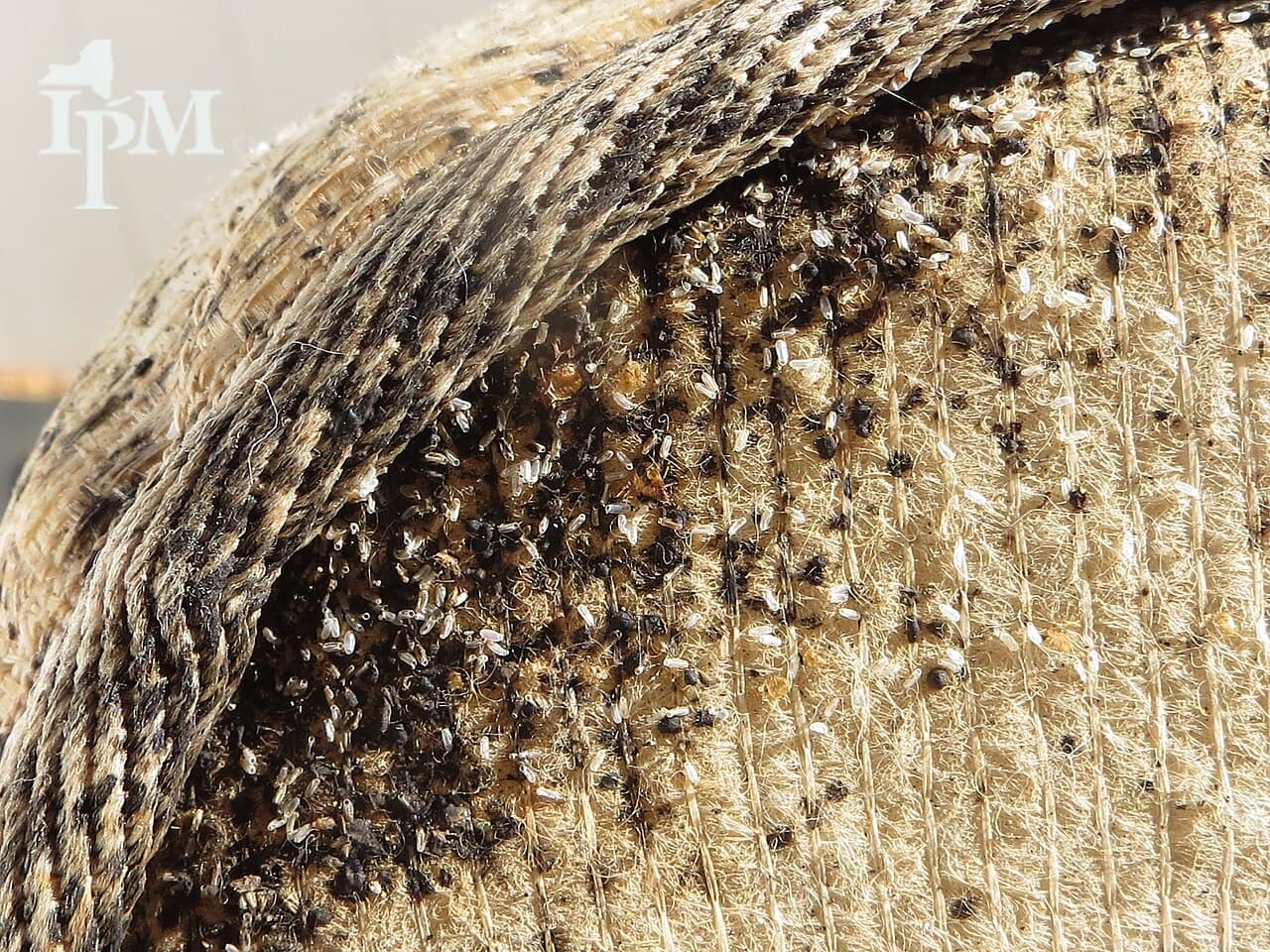 Bed Bug Treatment, Jashlin Pest Control