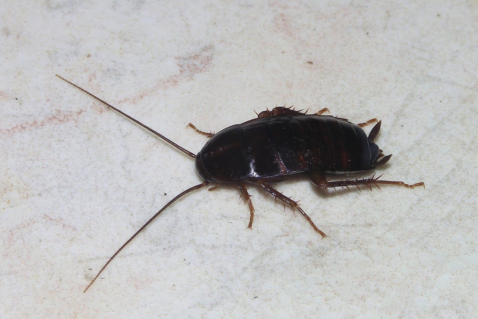 Cockroach Control, Jashlin Pest Control