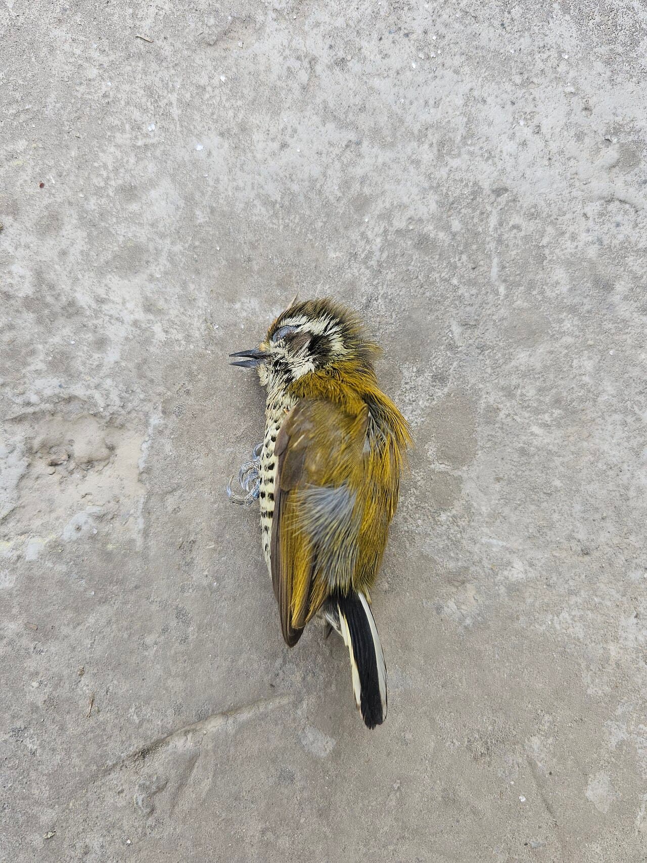 Dead Bird Removal, Jashlin Pest Control