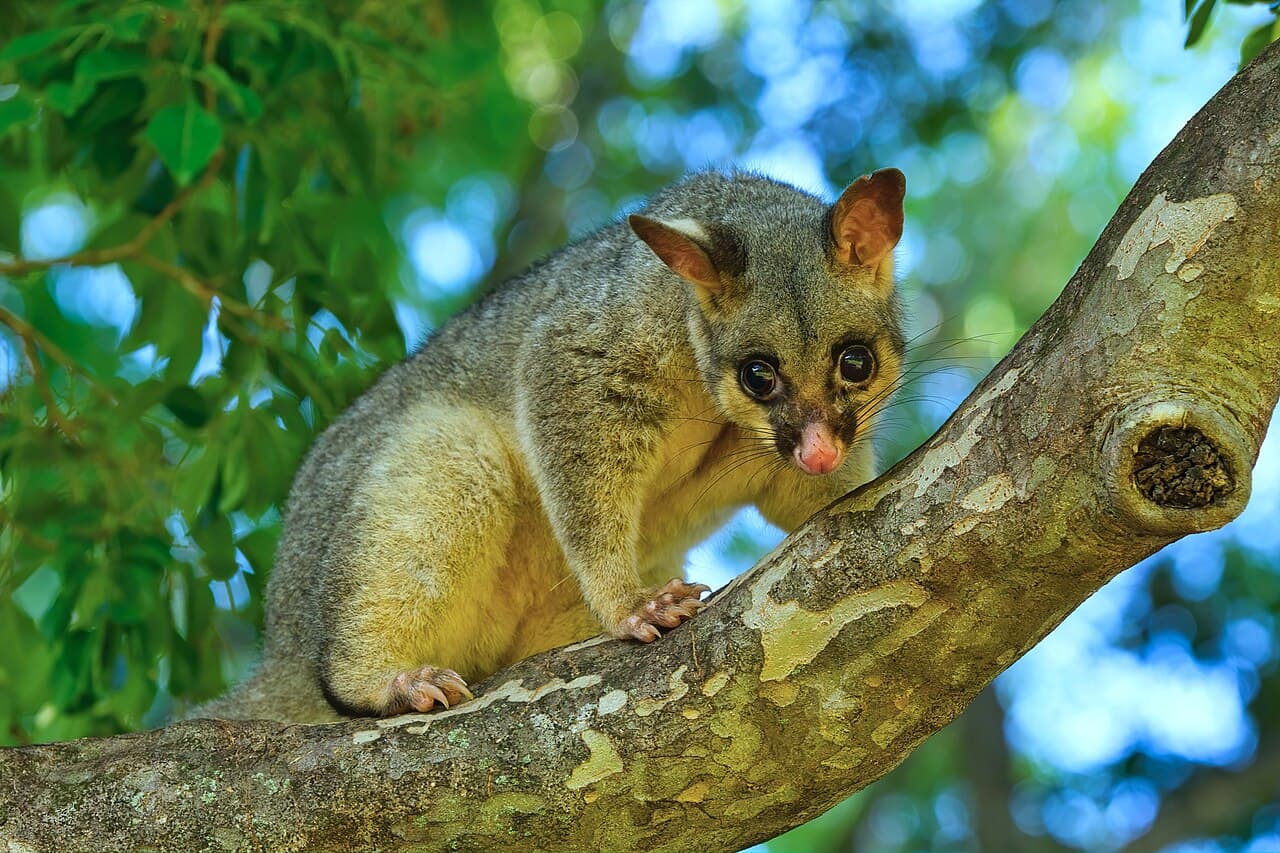 Possum Removal, Jashlin Pest Control