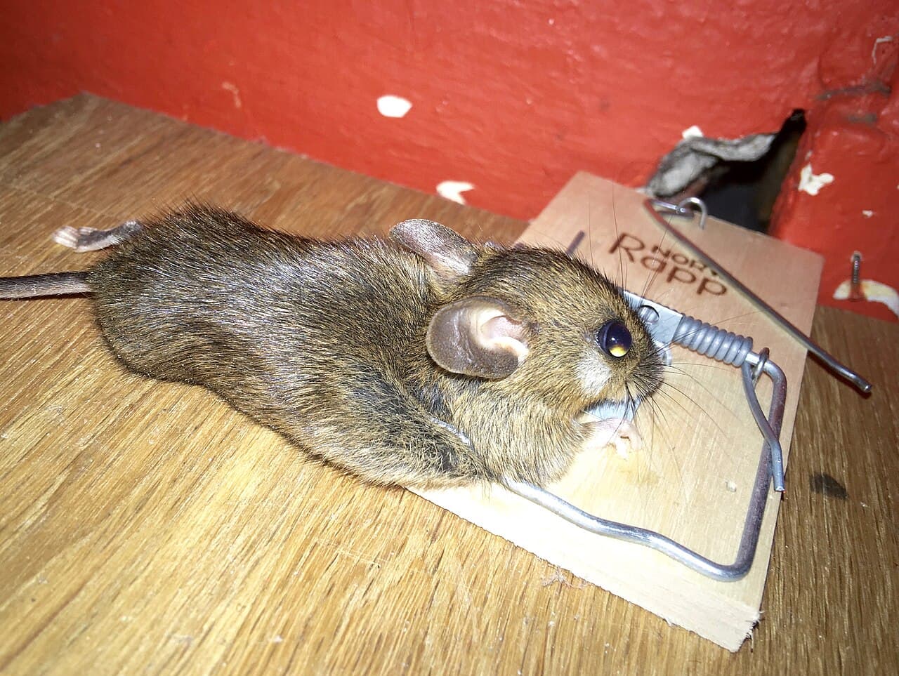 Rodent Control, Jashlin Pest Control