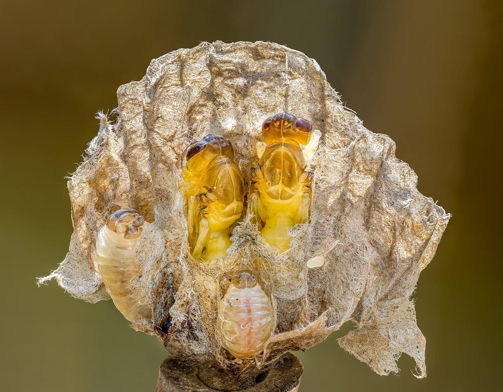 Wasp & Bee Removal, Jashlin Pest Control